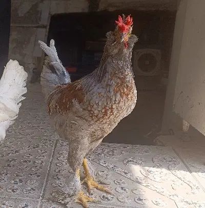 4 جوجه رسمی پاپر.2مرغ. 1بوقلمون ماده|حیوانات مزرعه|کرج, آق تپه|دیوار