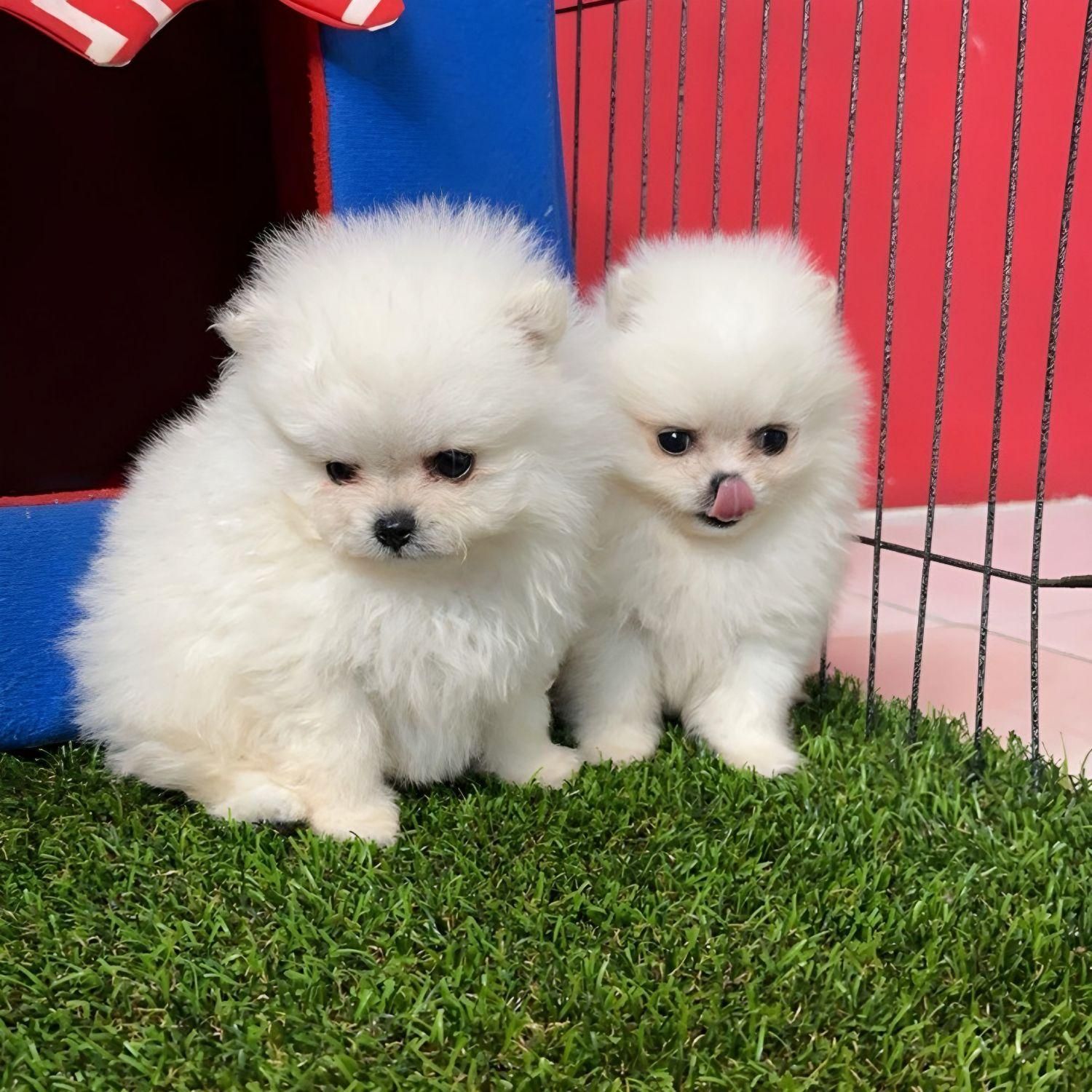 توله سگ پامرانین خرسی ۲|سگ|مشهد, الهیه|دیوار