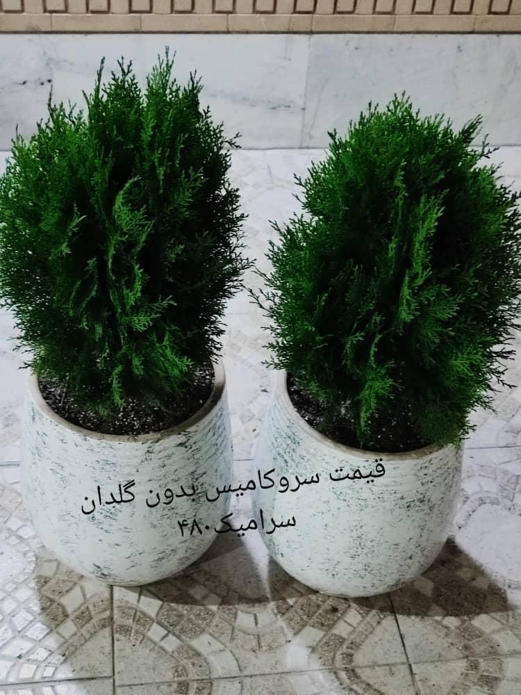 فروش گلهای آپارتمانی و حیاطی|گل و گیاه طبیعی|جهرم, |دیوار