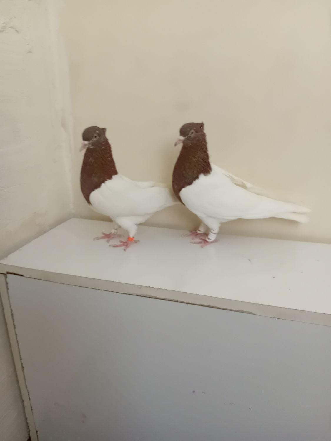 کبوتر کله سرخ وزرد وسیاه وسبز وطوقی کلکسیونی|پرنده|مشهد, آبکوه|دیوار