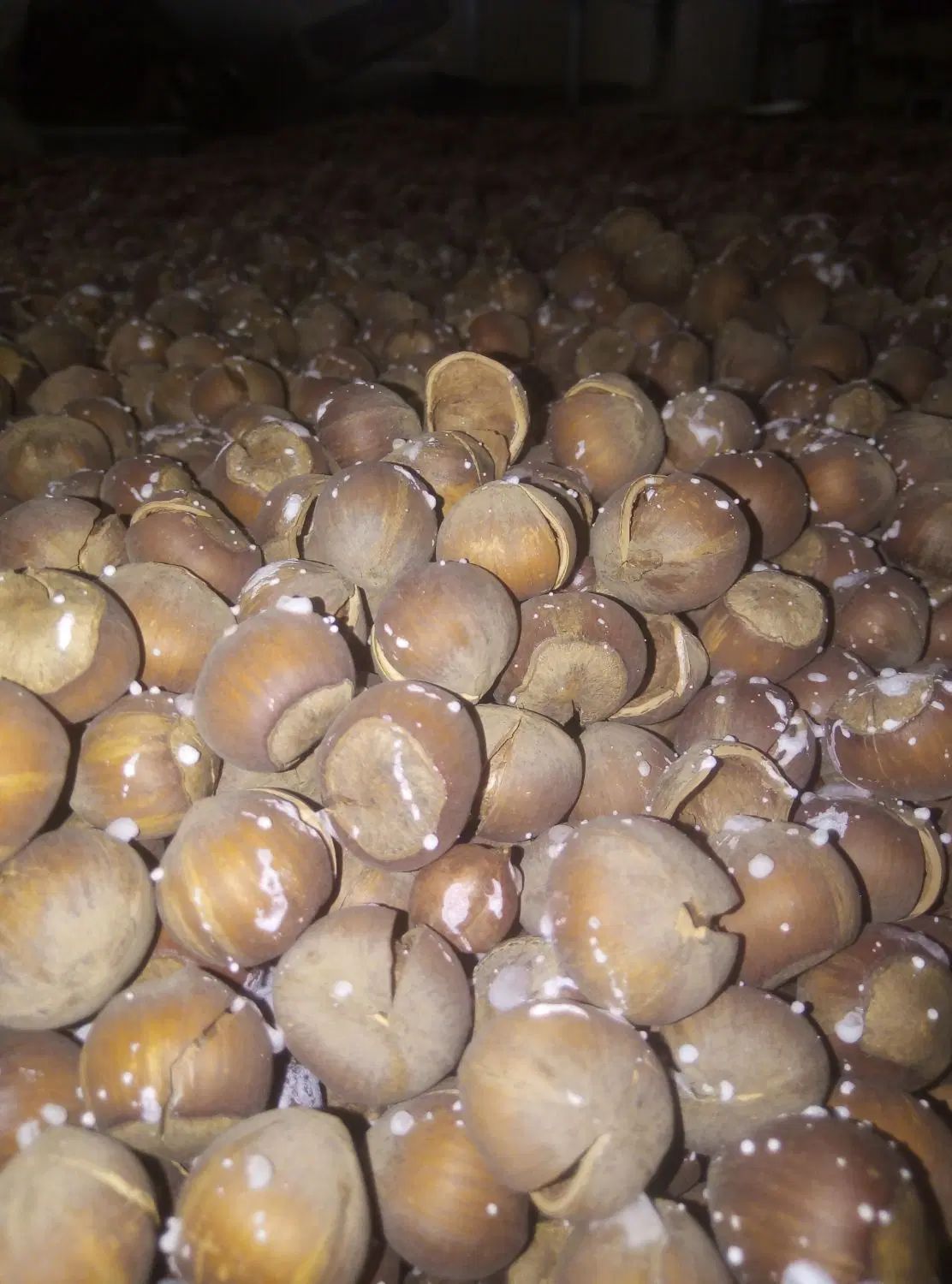 فروش انواع فندق خام. الک و ترک زده و برشته نمکی|خوردنی و آشامیدنی|رودسر, |دیوار