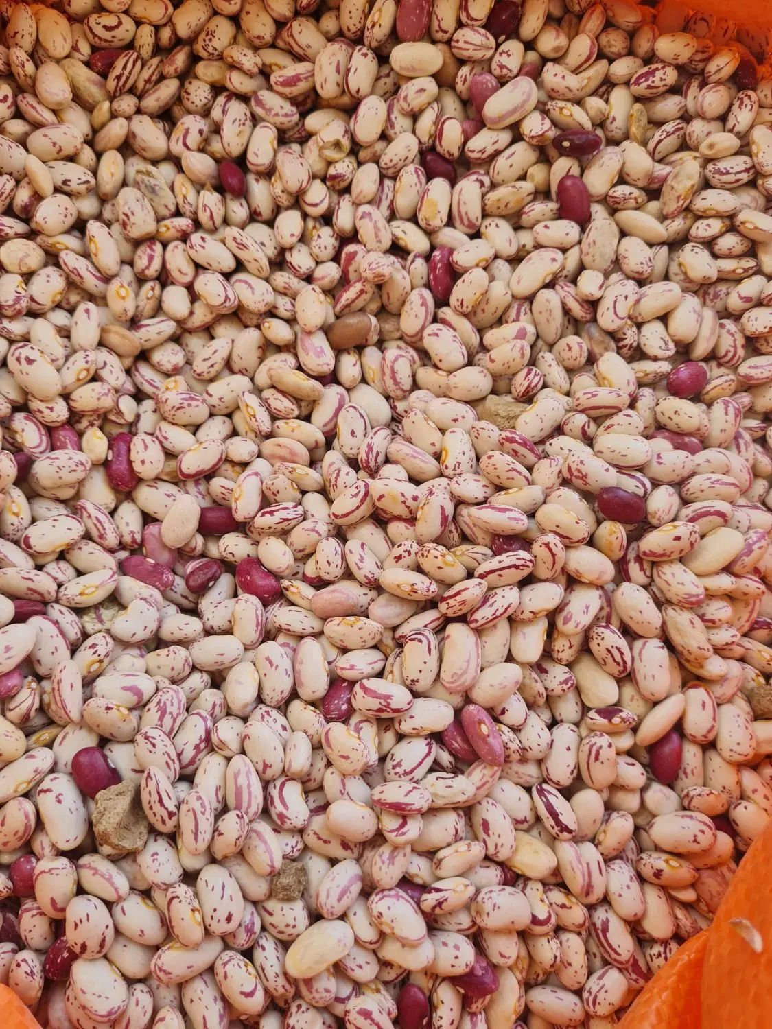 لوبیاچیتی کپسولی و گرد( عمده و خرده فروشی|خوردنی و آشامیدنی|اسلام‌شهر, شهرک قائمیه|دیوار