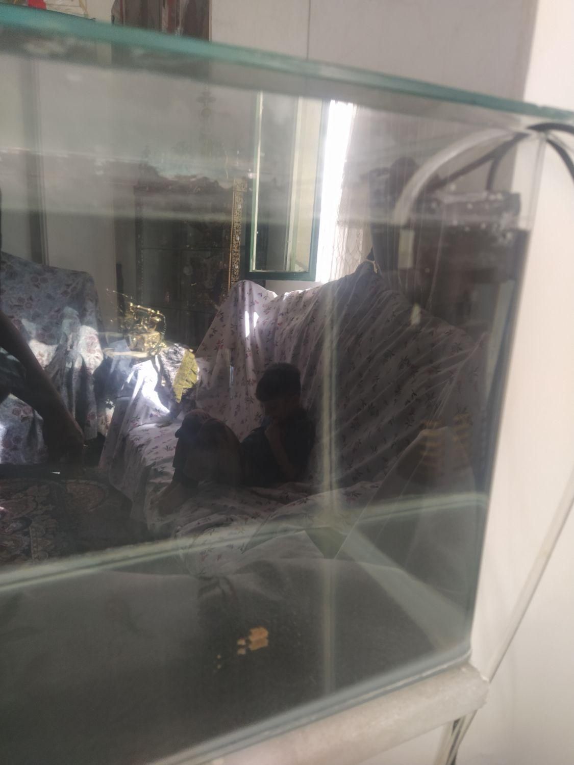 آکواریوم|ماهی|ساوه, |دیوار