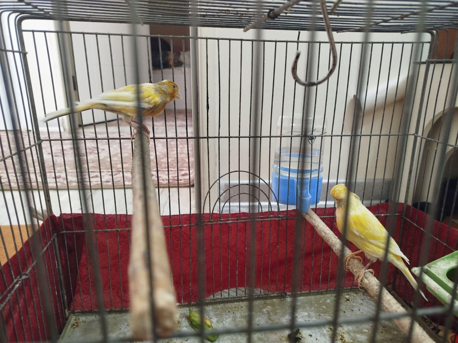 یک جفت قناری نروماده سالم وسرحال|پرنده|شاهین‌شهر, فردوسی|دیوار