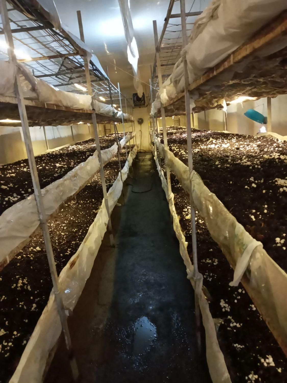 خدمات پرورش قارچ|خدمات آموزشی|ارومیه, |دیوار