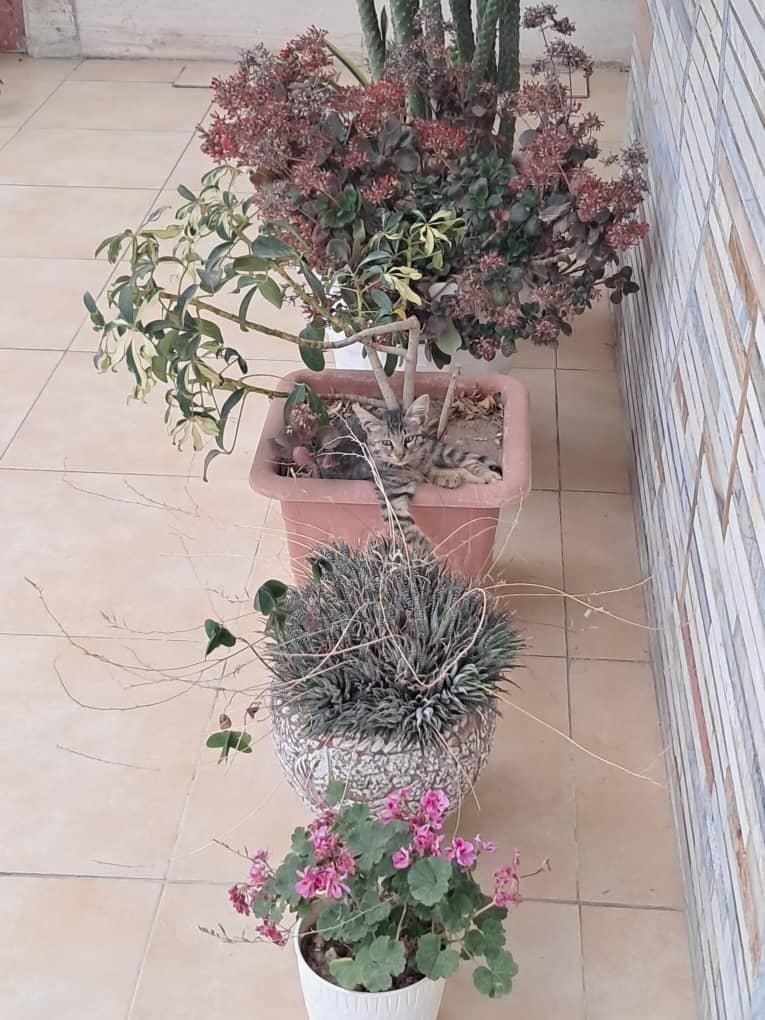 گربه dsh|حیوانات|ساری, |دیوار