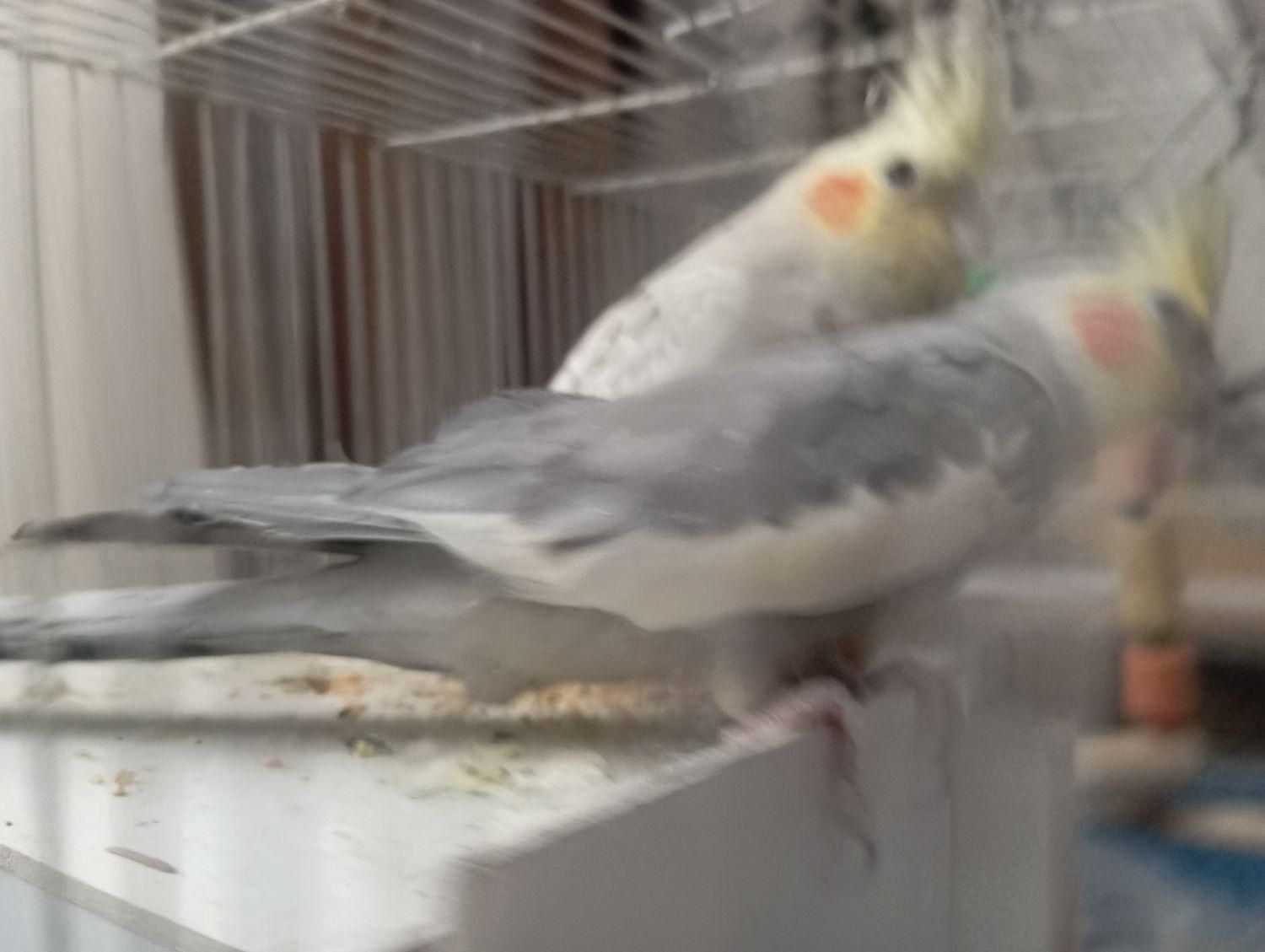 عروس هلندی|پرنده|کرمان, |دیوار