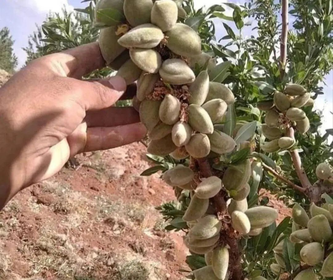 نهال های سنگی و‌کاغذی ارقام بادام های نژادبرتر اصل|خدمات باغبانی و درختکاری|تبریز, |دیوار