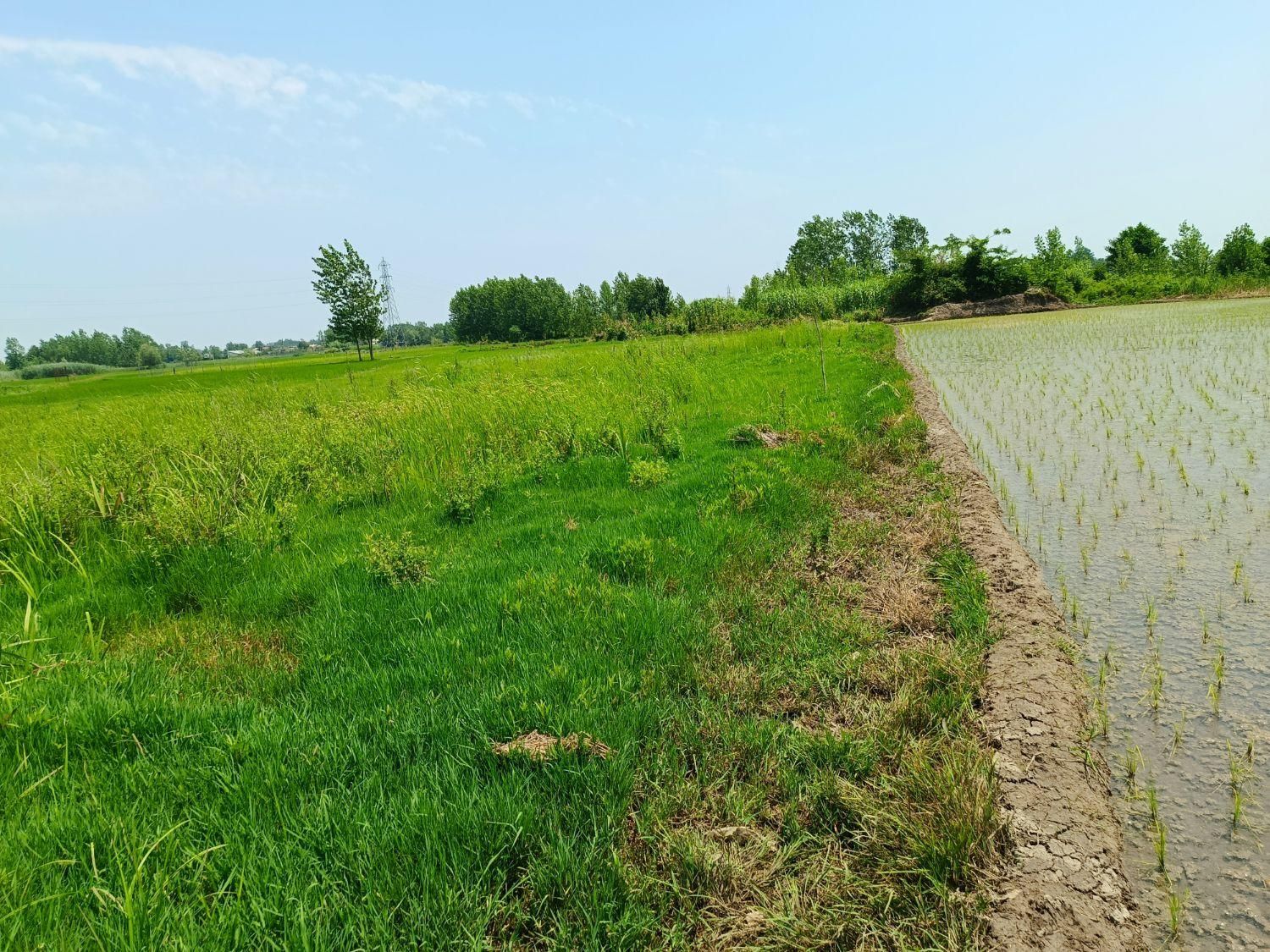 فروش زمین شالیزار ۱۴۵۰ متری/ خمام معاوضه با ماشین|فروش زمین و ملک کلنگی|خشکبیجار, |دیوار