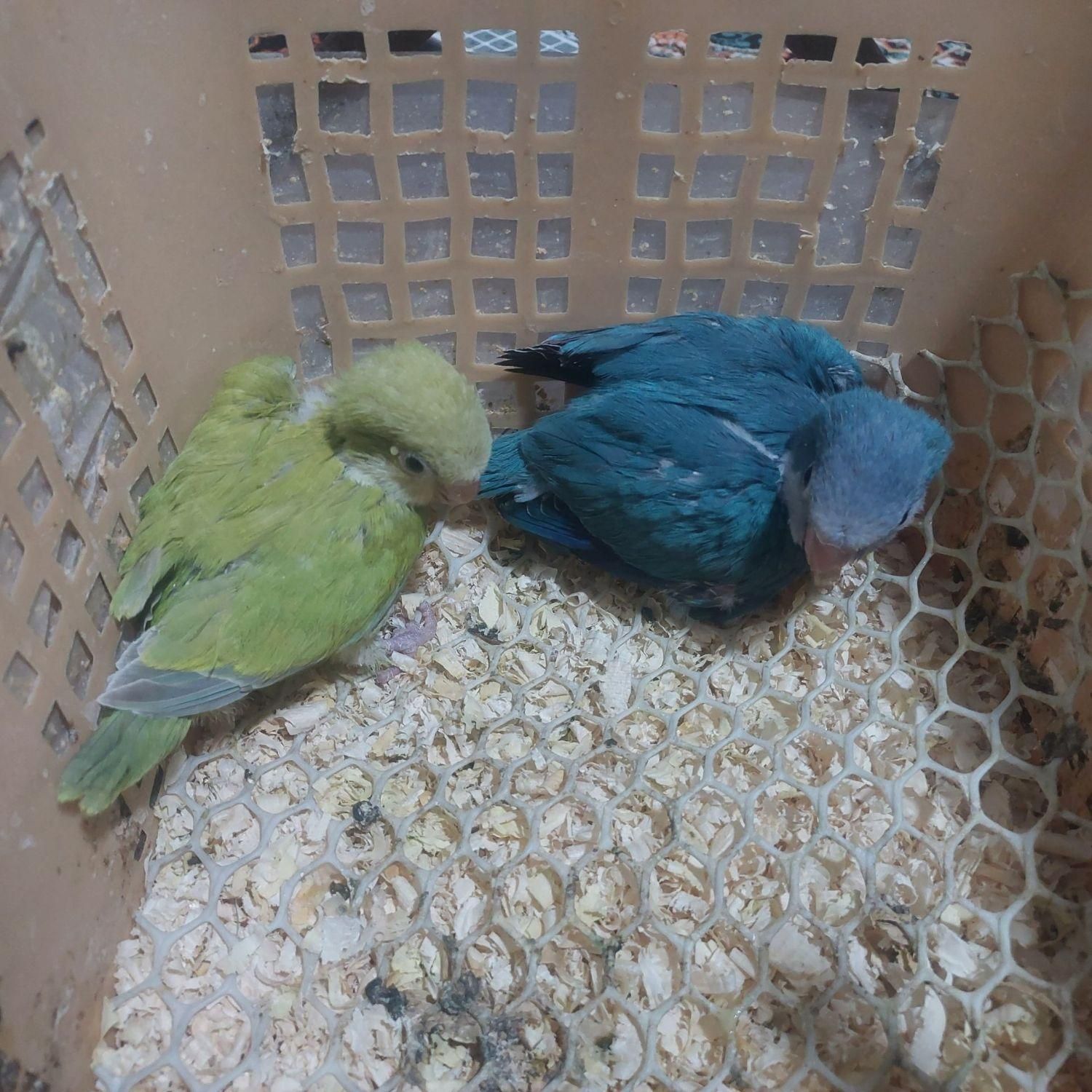 راهب آبی و پسته ای|پرنده|بومهن, |دیوار