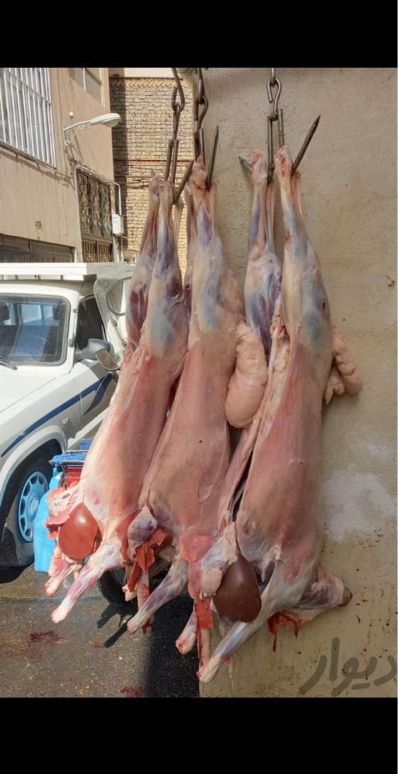 بره سفید عرضه بهداشتی گوسفند نر پلاکدار بهداشتی|حیوانات مزرعه|تهران, خرمشهر|دیوار