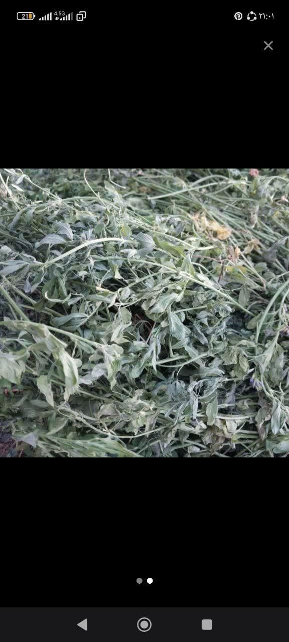 یونجه خشک شده|لوازم جانبی حیوانات|مشهد, یاس|دیوار