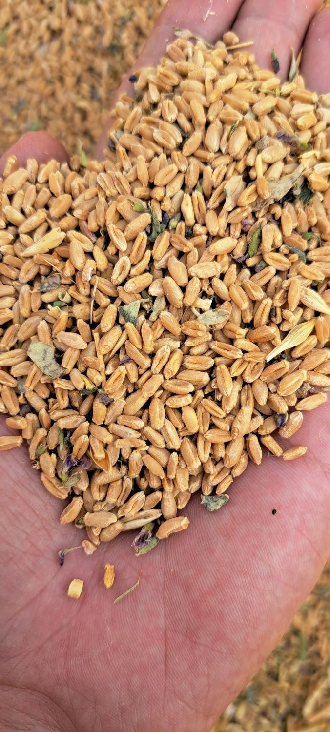 گندم و جو|لوازم جانبی حیوانات|مرودشت, رودبال|دیوار