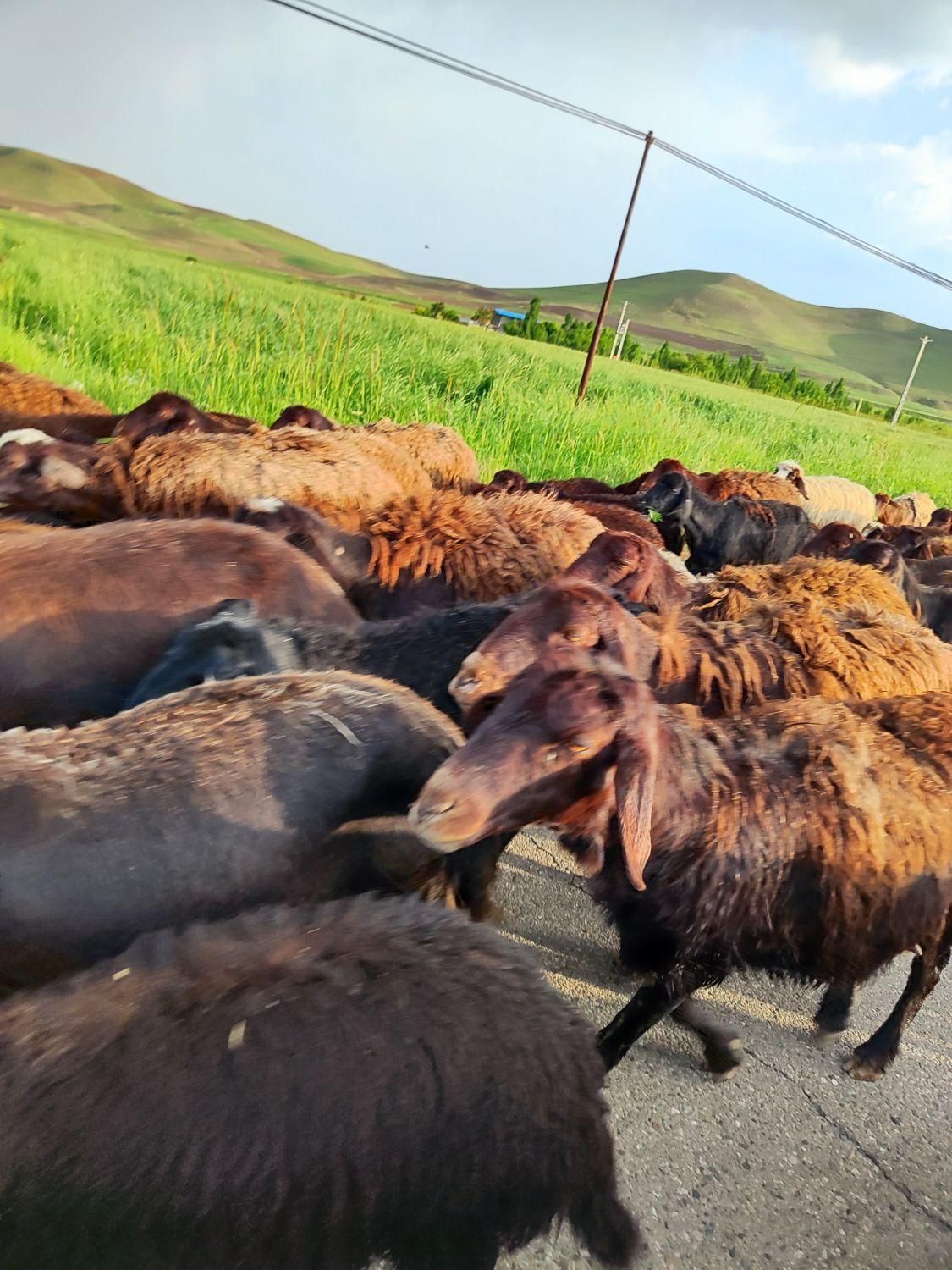 شمال /شرق/جنوب/غرب/زنده بهداشتی گوسفند|حیوانات مزرعه|ری, دیلمان|دیوار