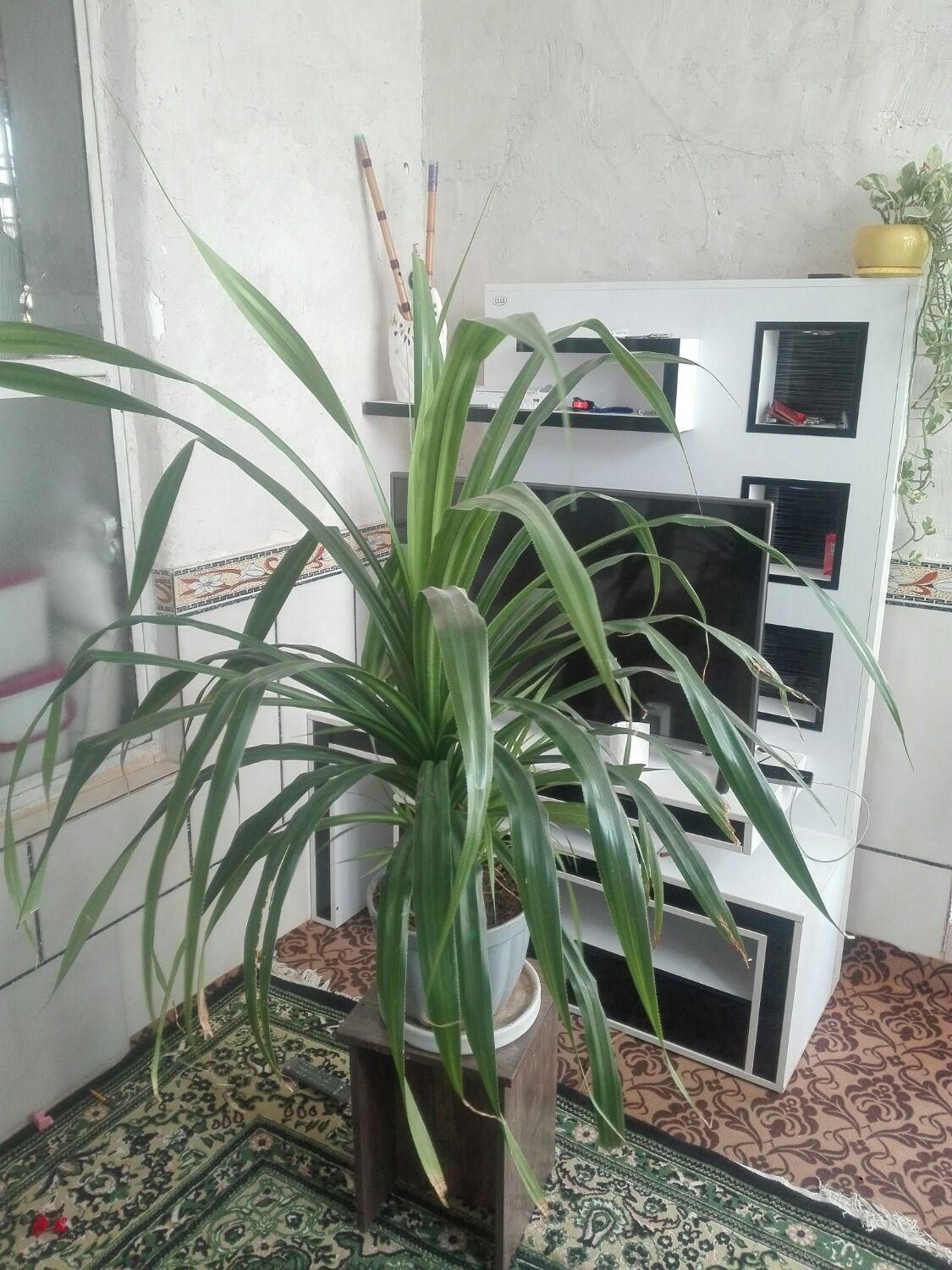 گل پاندانوس باپاجوش بسیار یه جورایی بنسای سن10 سال|گل و گیاه طبیعی|مرودشت, ثبت احوال|دیوار