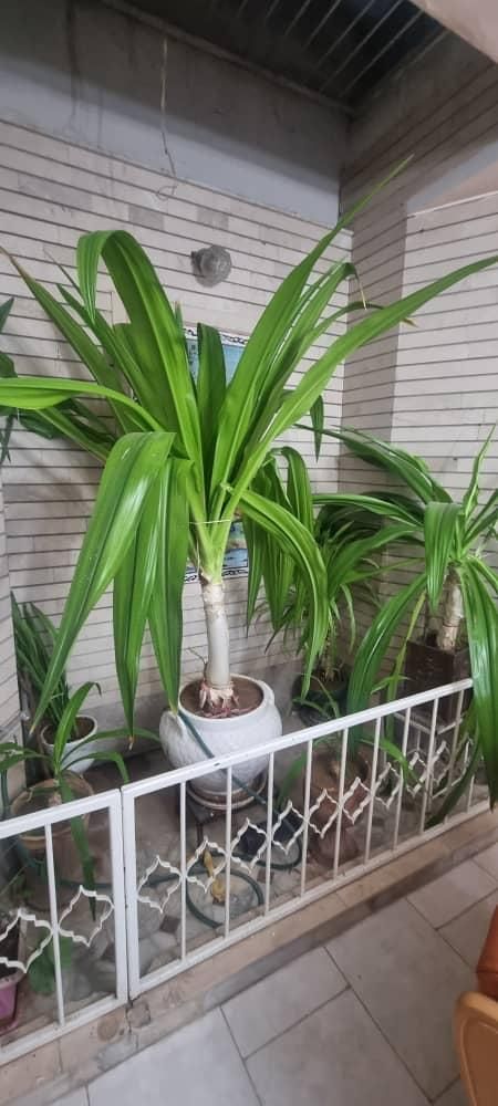 حراج گل . وسایل|حراج|شیراز, کوی آزادگان|دیوار