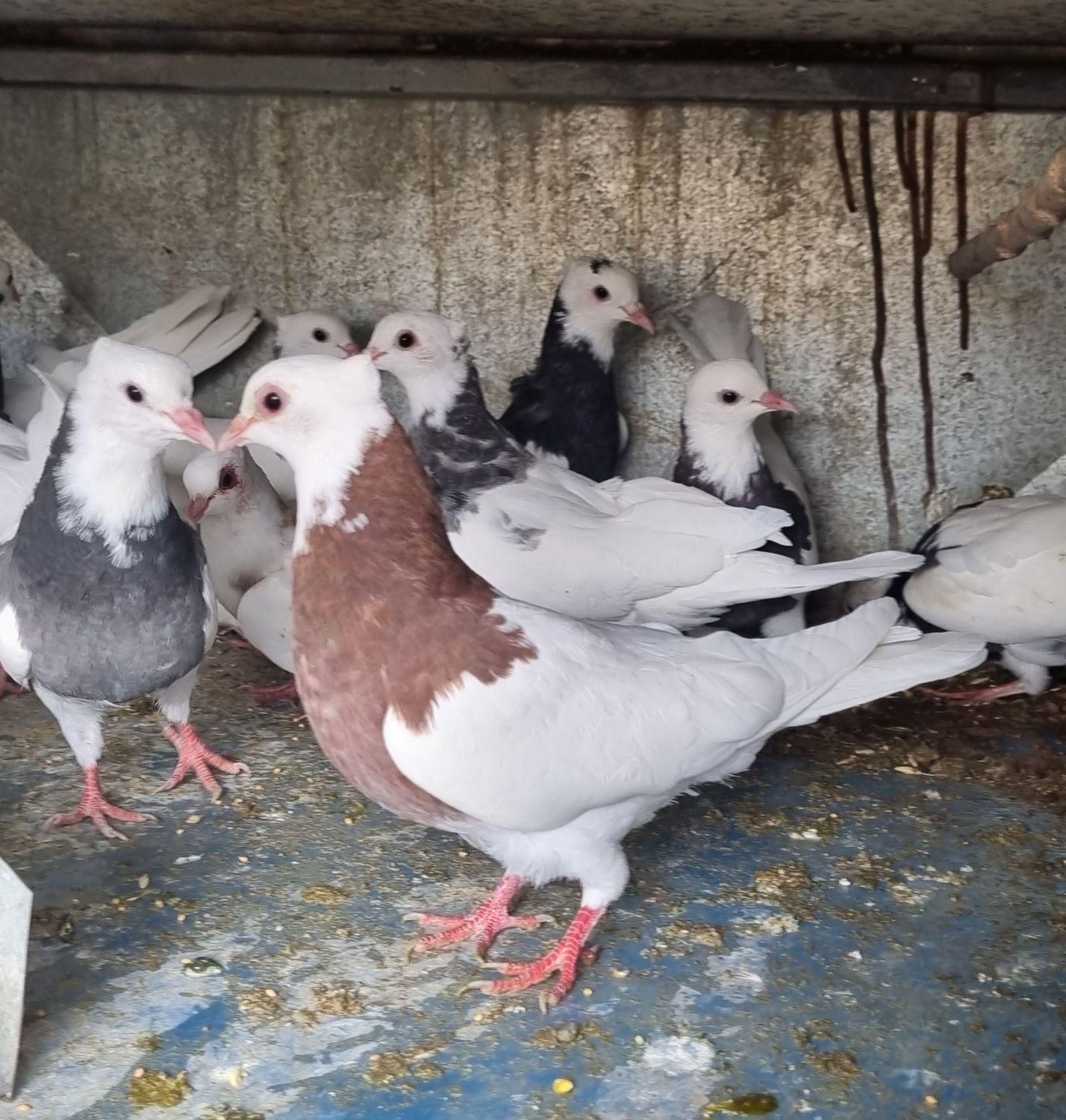طوقی ساده|پرنده|مبارکه, |دیوار