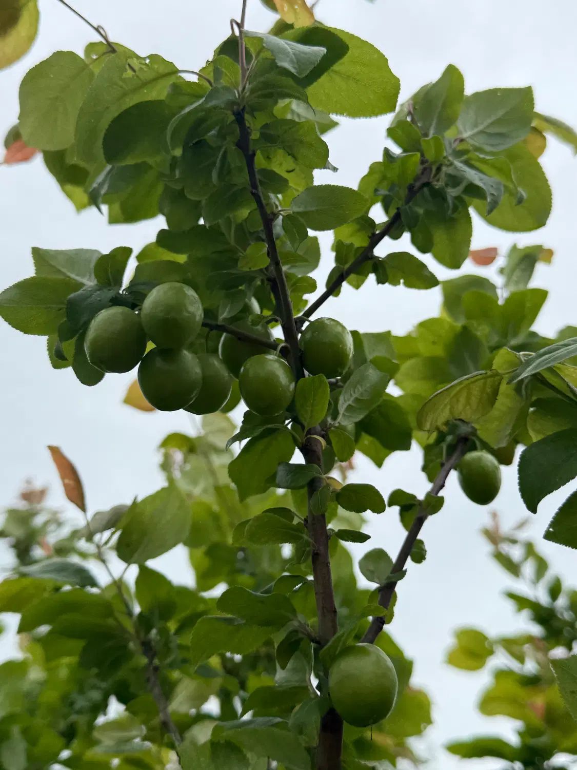 زمین،باغ پرتقال ۱۰۰۰متر روستای بالاجاده|فروش زمین و ملک کلنگی|کردکوی, |دیوار