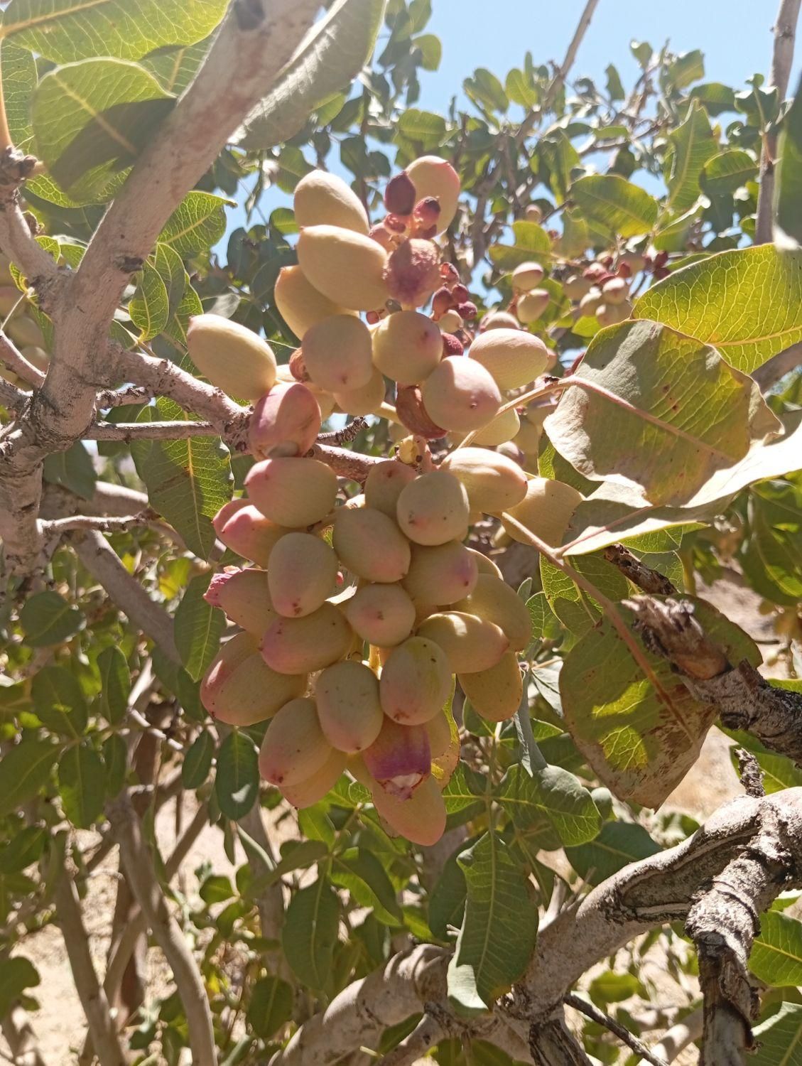 تصویر 2