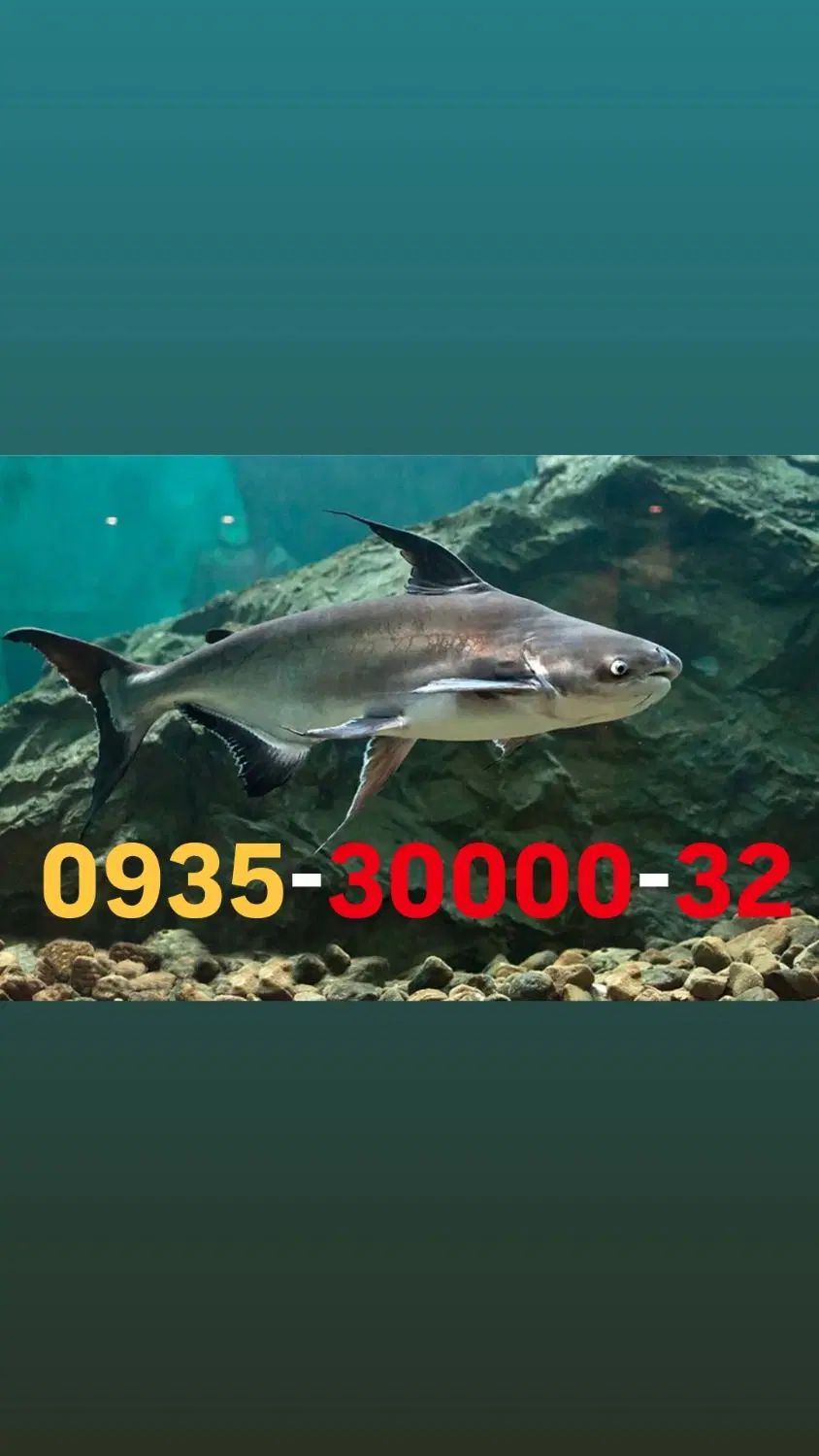0935-30000-32|سیم‌کارت|تهران, ولنجک|دیوار