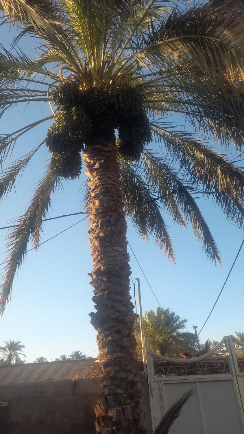 درخت گرازحرفه ای|گل و گیاه طبیعی|بم, |دیوار