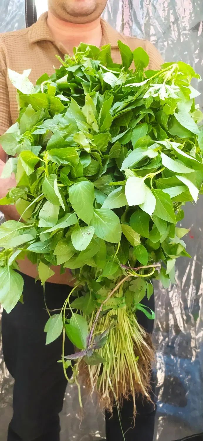 ریحان کیلویی ده هزار|خوردنی و آشامیدنی|اصفهان, لاله|دیوار