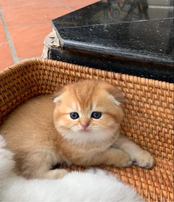 گربه های نژاد بریتانیایی و اسکاتلندی و پرشین کت|گربه|کرج, عظیمیه|دیوار