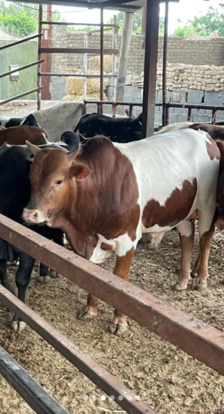 دام زنده سبک و سنگین|حیوانات مزرعه|رودهن, |دیوار