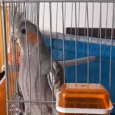 دو عدد عروس هلندی با قفس و متعلقات|پرنده|اصفهان, خواجو|دیوار