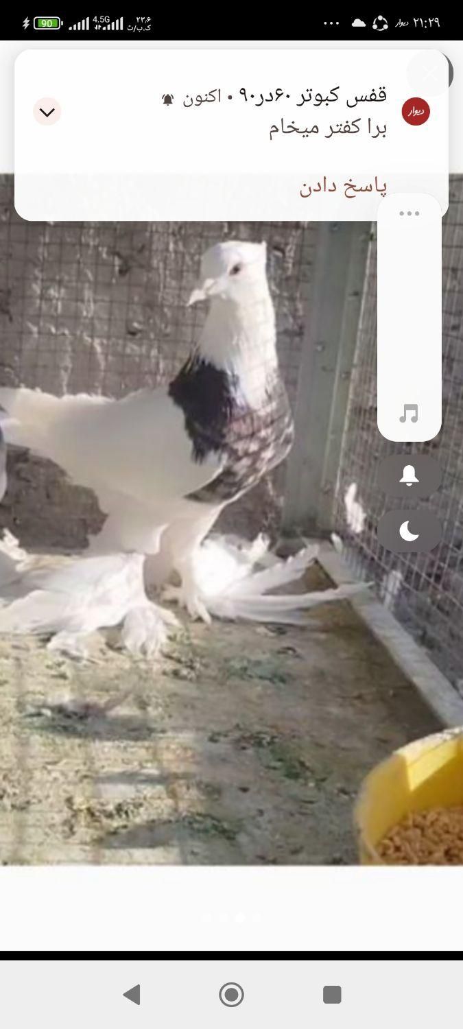 طوقی پاپر|پرنده|اصفهان, ارغوانیه|دیوار