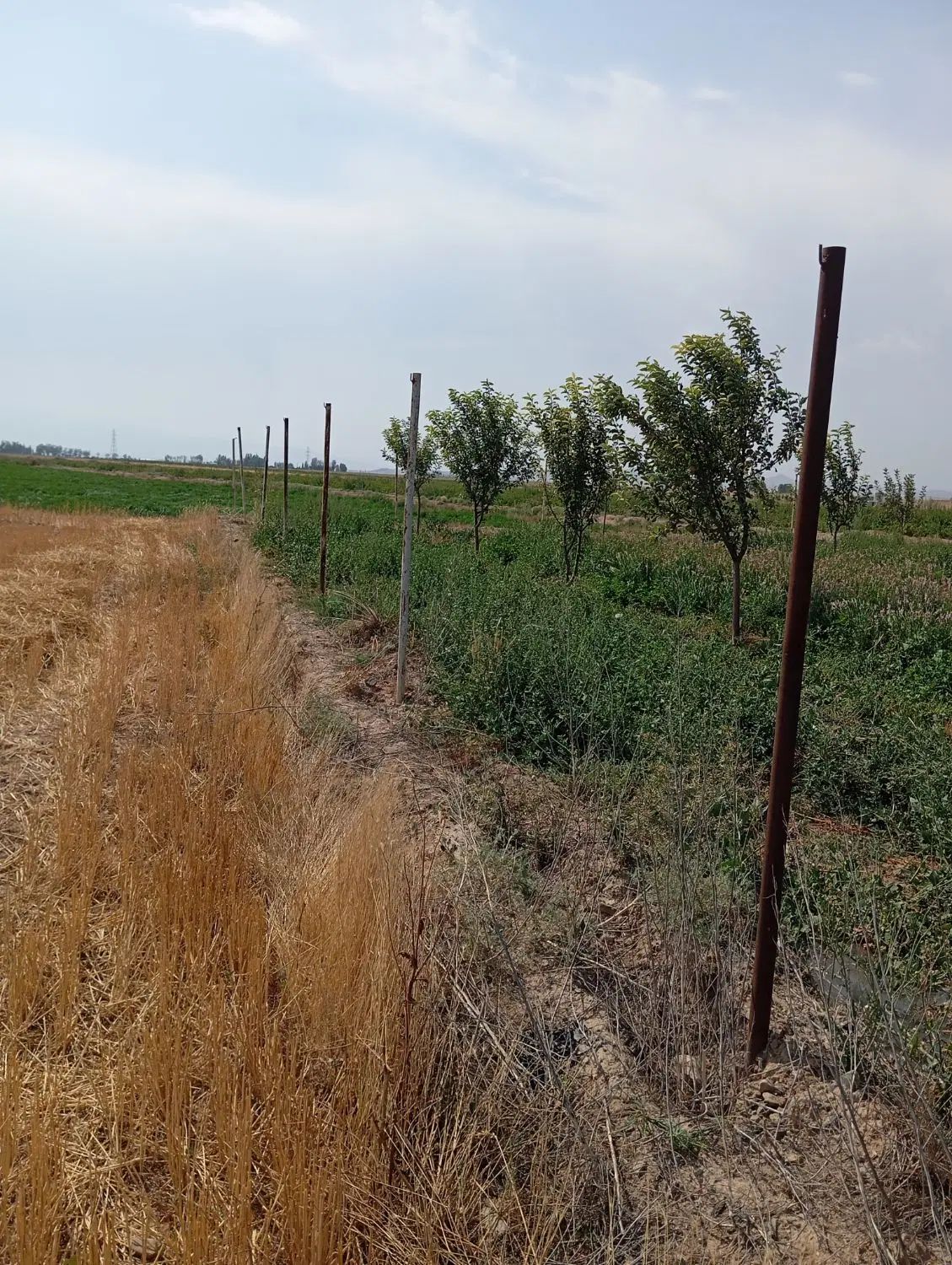 باسلام یک باب باغ در واقی روستای علی بلاغی|فروش زمین و ملک کلنگی|نمین, |دیوار