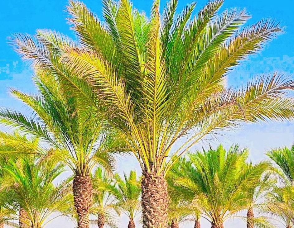 ارسال پالم نخل فقط یک دهم بدون واسطه|کلکسیون اشیاء عتیقه|نور, |دیوار