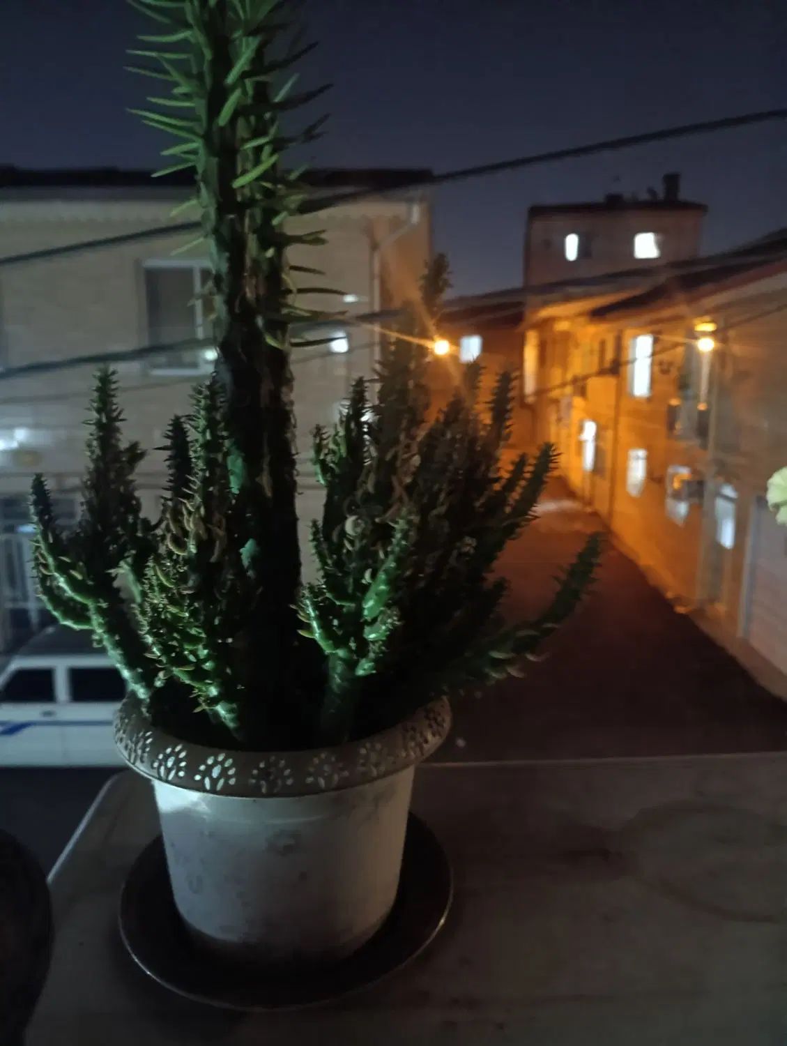 گل طبیعی|گل و گیاه طبیعی|رشت, حمیدیان|دیوار