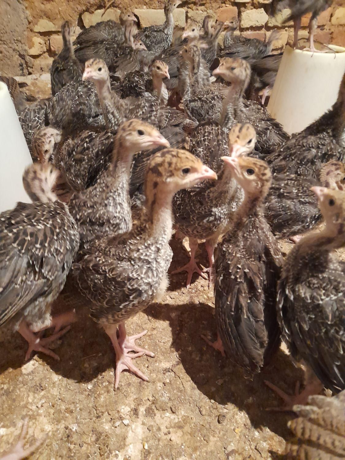 فروش جوجه بوقلمون یک ماهه برنز اینگلیس|حیوانات مزرعه|قزوین, |دیوار