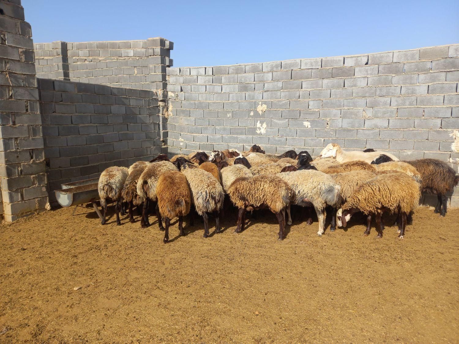گوسفند داشتی|حیوانات مزرعه|شیروان (خراسان), |دیوار
