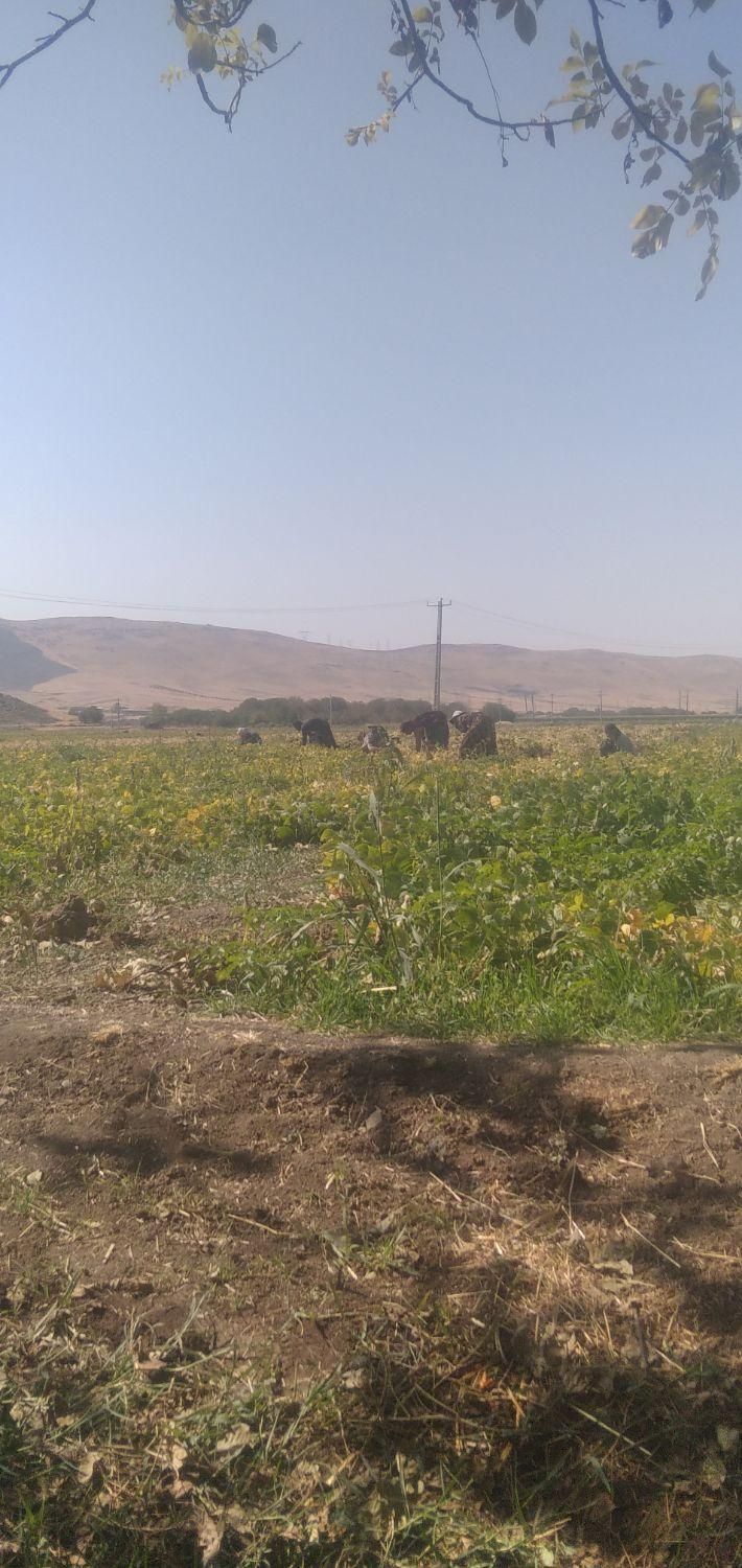 سرکارگر امور کشاورزی انبار سرد خانه آقای سنجابی|خدمات باغبانی و درختکاری|کرمانشاه, |دیوار