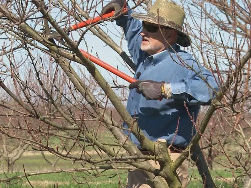 باغبان،باغبانی حرفه ای|خدمات باغبانی و درختکاری|قم, زنبیل آباد|دیوار