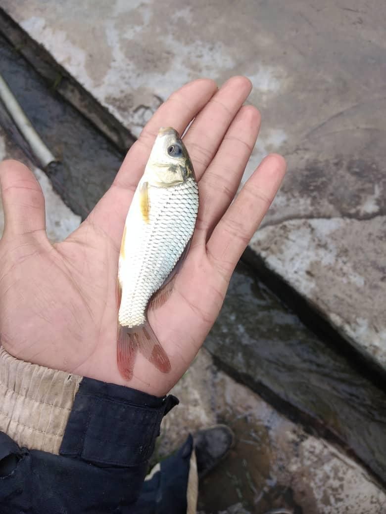 آبزیان پرورشی|ماهی|قزوین, |دیوار