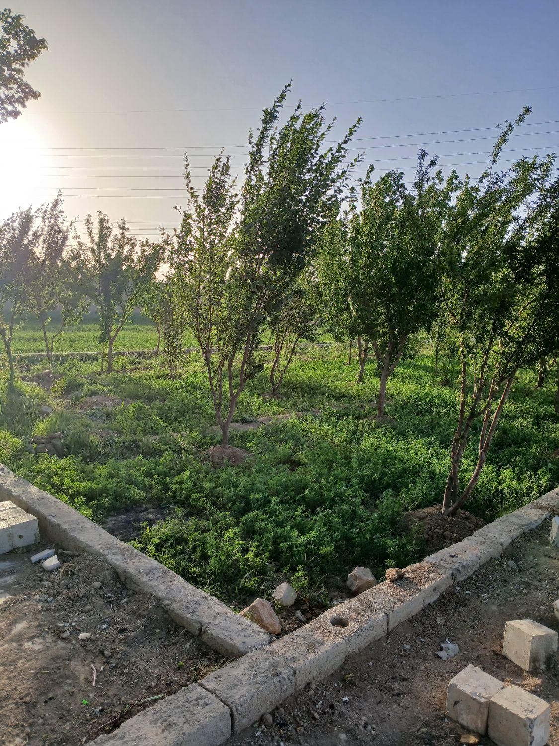 زمین باغی ، باغ ، زمین کشاورزی|فروش زمین و ملک کلنگی|اصفهان, خرم|دیوار