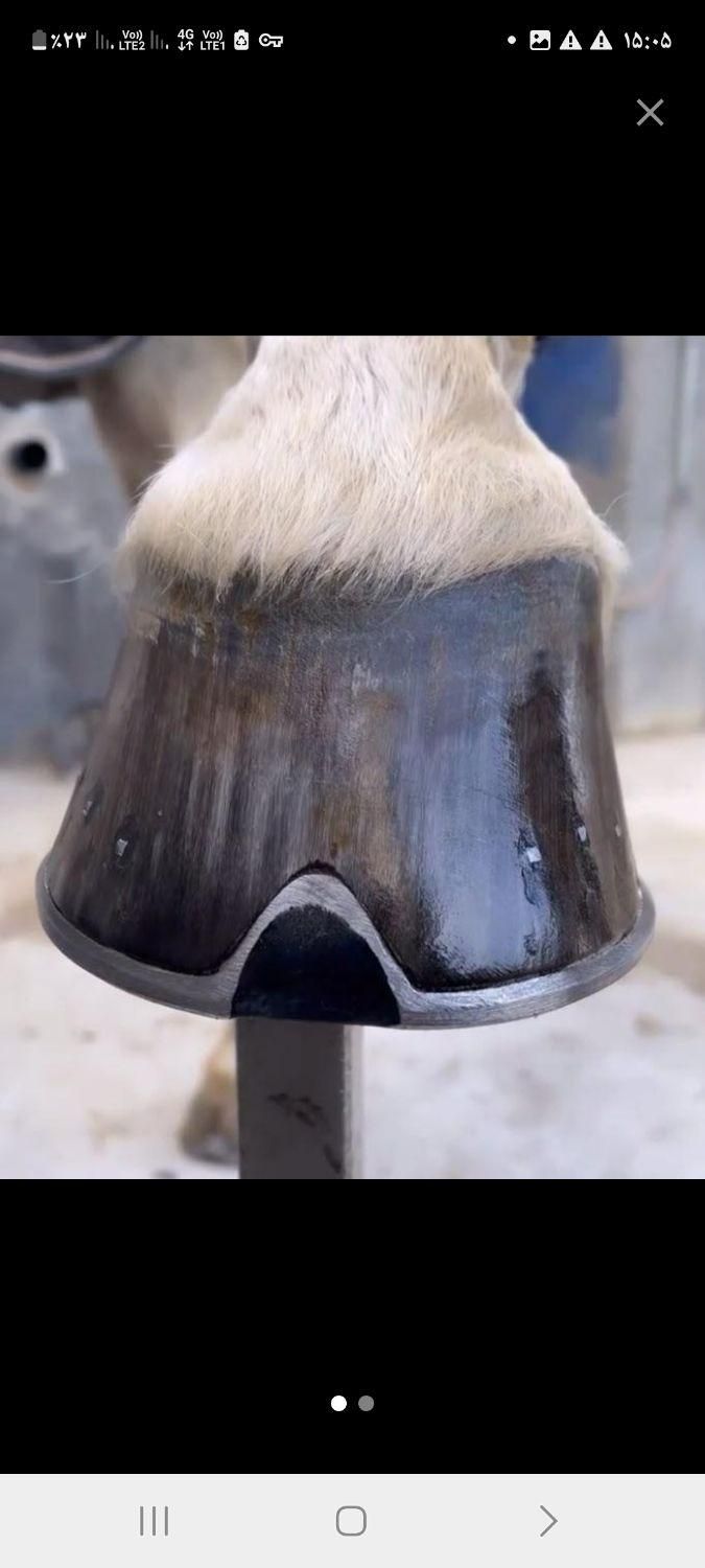 نعل بندی و قیار سم اسب|اسب و تجهیزات اسب‌سواری|فردوسیه, |دیوار