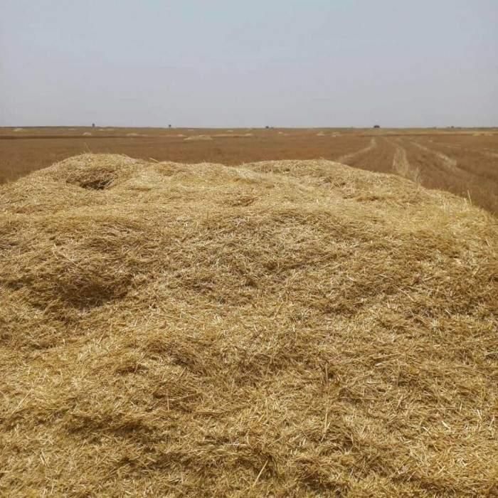 ۱۲ انبار بزرگ کاه گندم|لوازم جانبی حیوانات|کوهدشت, |دیوار