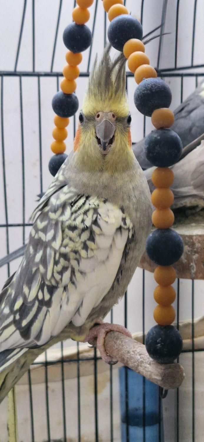 عروس گلباقالی ماده|پرنده|رشت, معلولین|دیوار