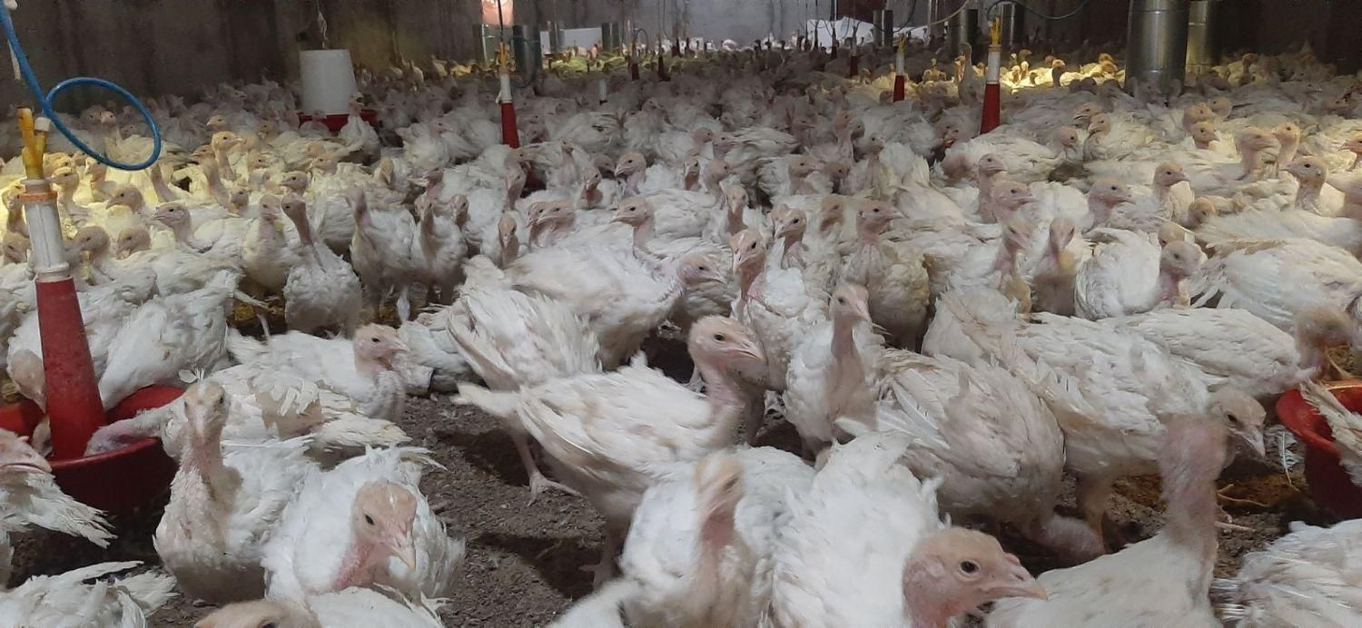 جوجه مرغ جهادی بوقلمون برنز بیوتی گوشتی (خواجه)|حیوانات مزرعه|زابل, |دیوار