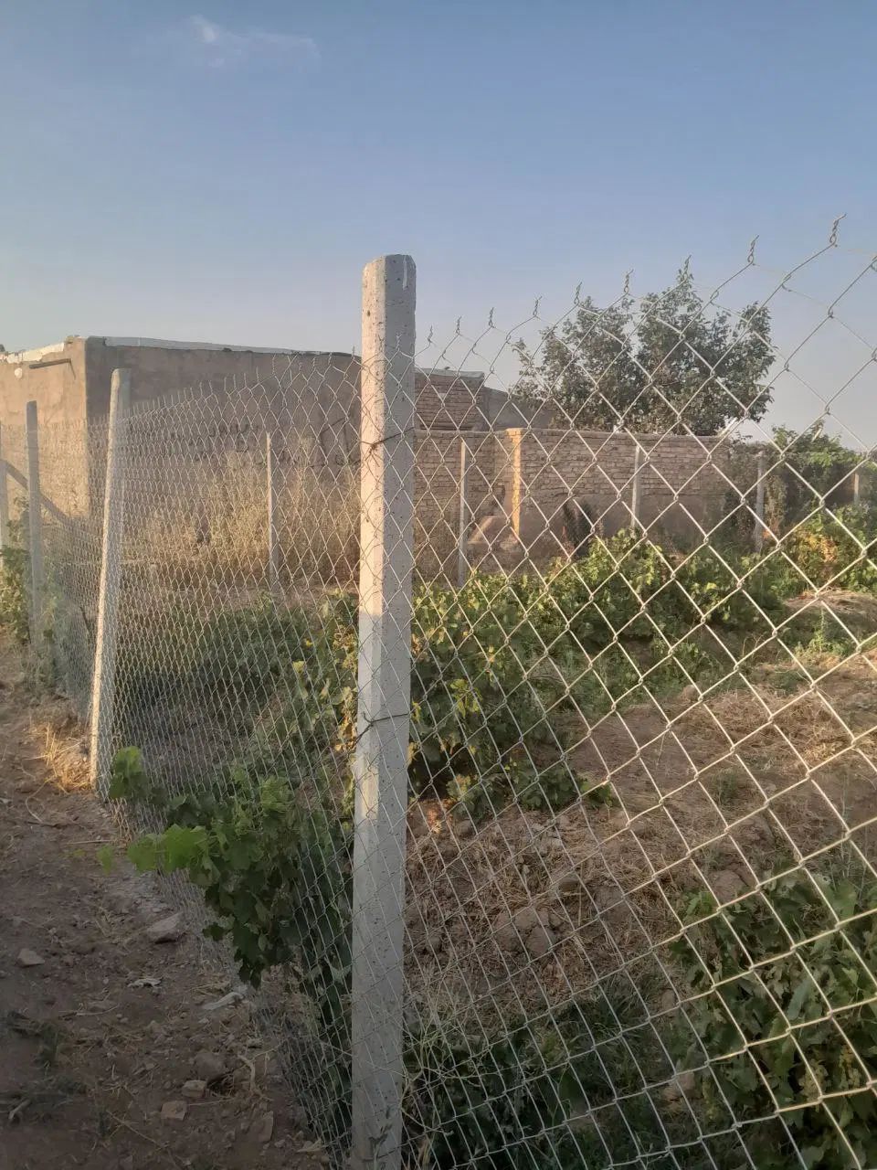 باغ ۱۰۰۰ متری در تاکستان|فروش دفتر صنعتی، کشاورزی، تجاری|تهران, منیریه|دیوار