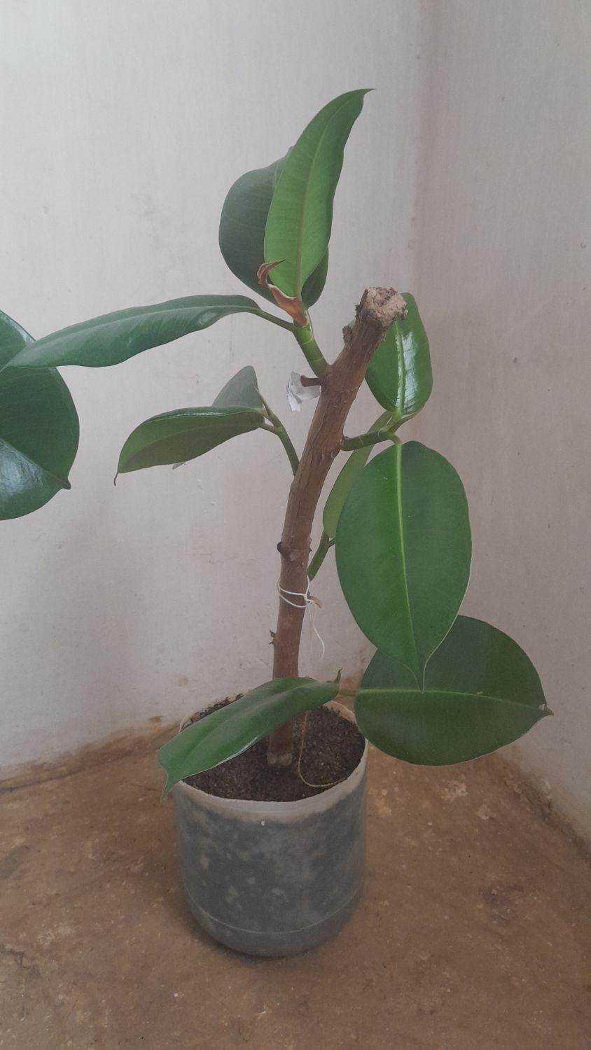 فروش گل فیکوس خانگی|گل و گیاه طبیعی|سنندج, |دیوار