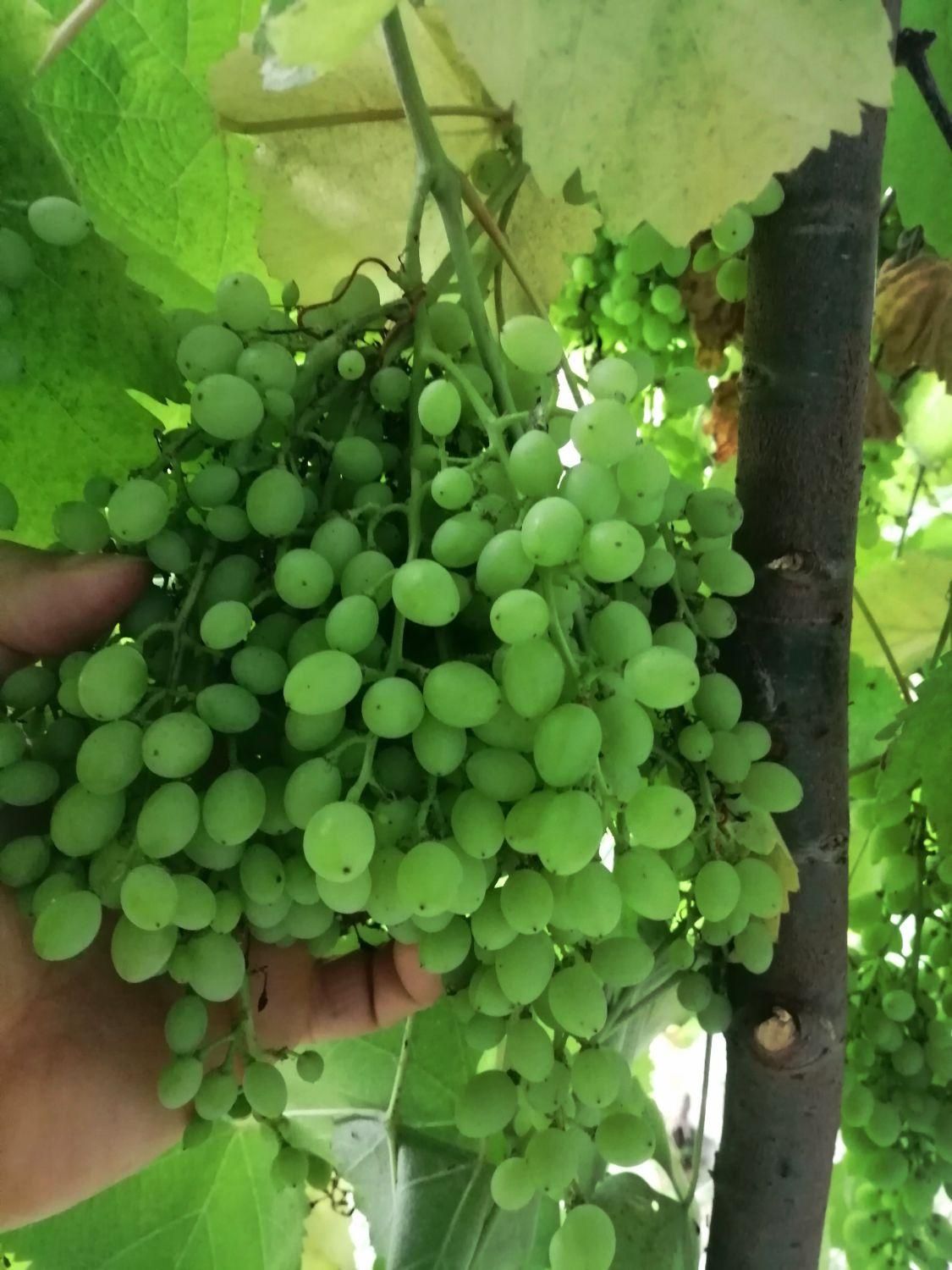 غوره قوره انگور عسگری (گل انگور)|خوردنی و آشامیدنی|رشت, پیرسرا|دیوار