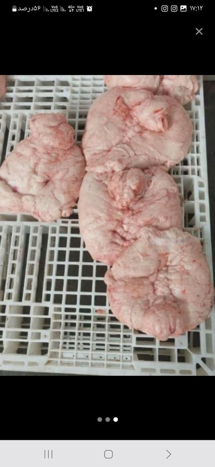 پخش دنبه بشرط بره وسردست برزیلی|خوردنی و آشامیدنی|اصفهان, چشمه باقرخان|دیوار