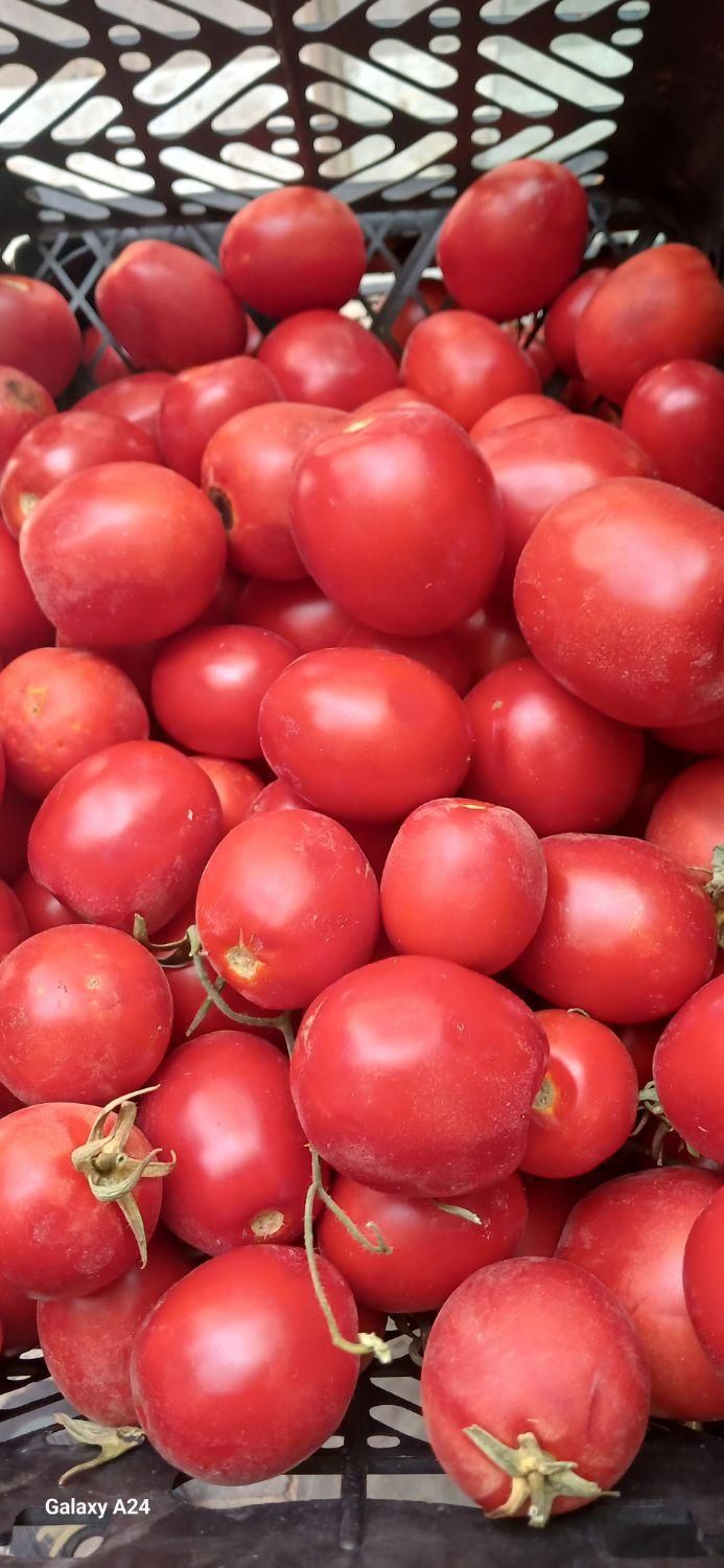 میوه ترتازه|خوردنی و آشامیدنی|مشهد, خین عرب|دیوار