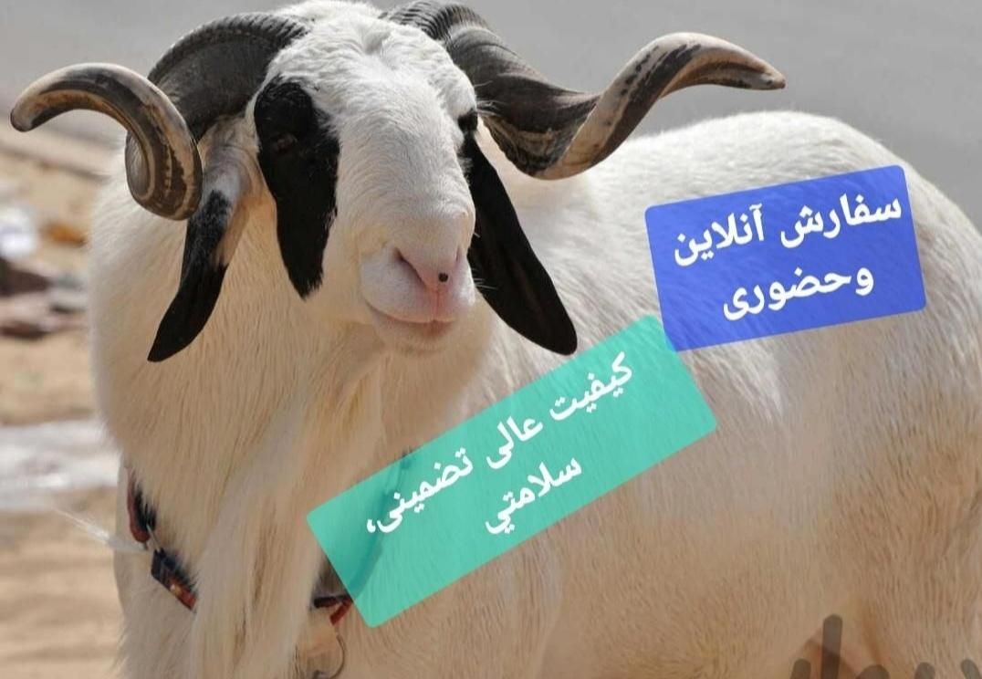 گوسفند اصیل کوهستان کم دنبه کم چربی تضمینی+خونی|حیوانات مزرعه|مشهد, بلوار توس|دیوار