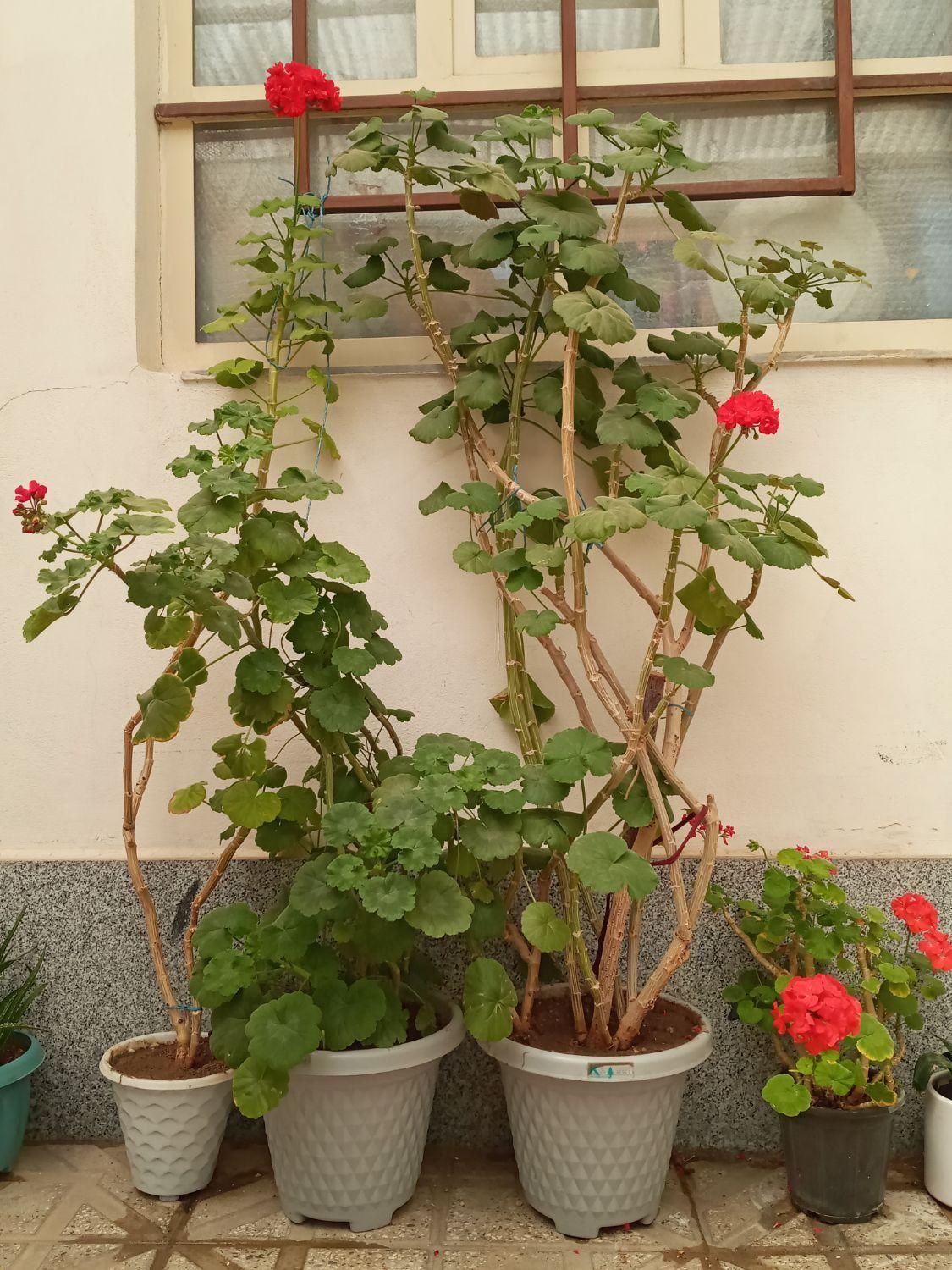 گل شمعدونی|گل و گیاه طبیعی|خرمدره, |دیوار